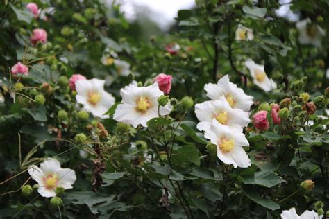 九頭芙蓉|山芙蓉 